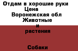 Отдам в хорошие руки  › Цена ­ 10 - Воронежская обл. Животные и растения » Собаки   